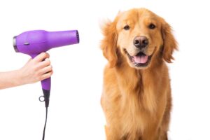 Dog and hair dryer
