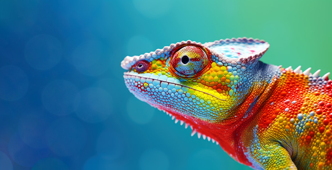 A colourful chameleon signifying change and being adaptable