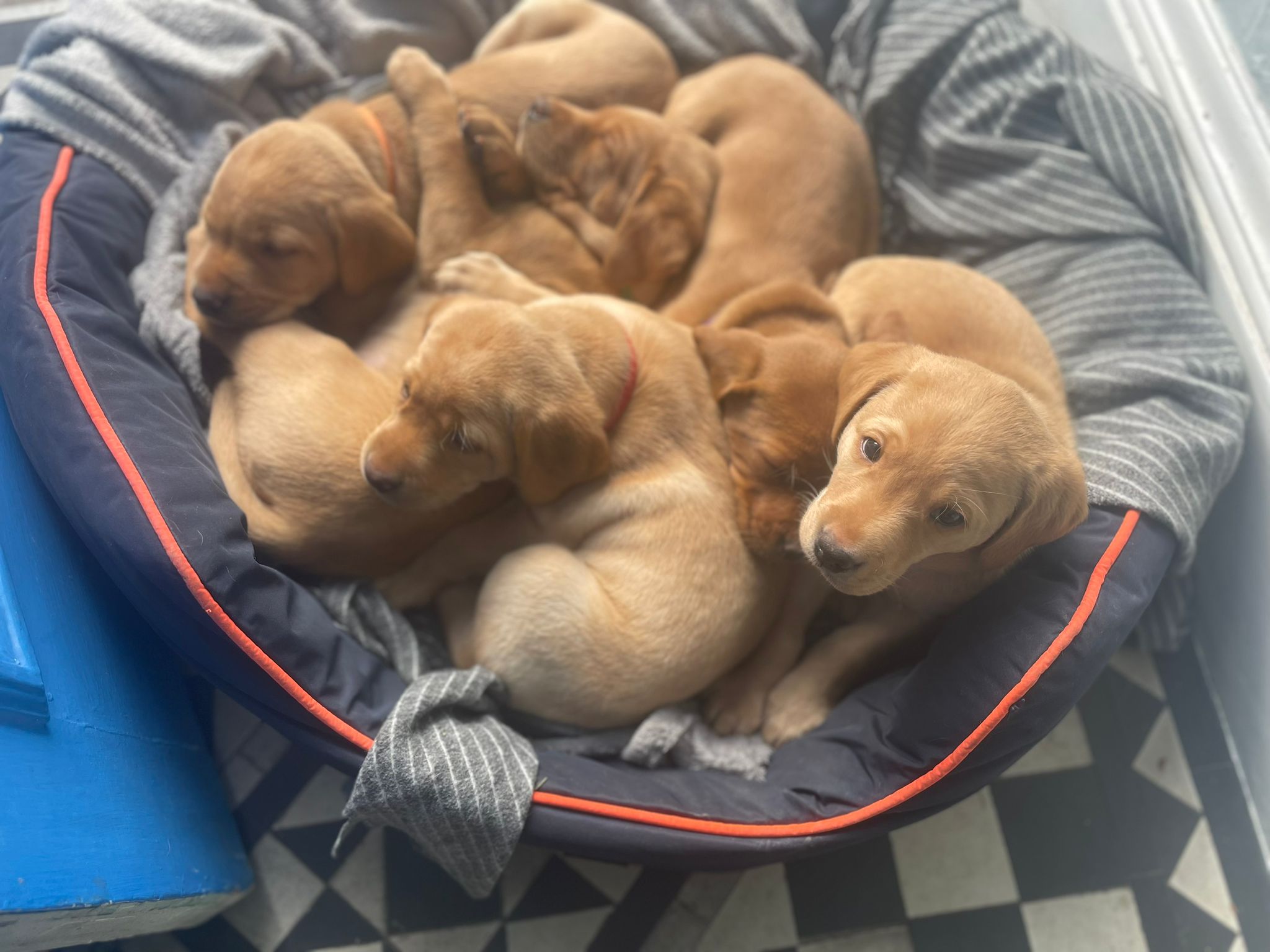 Learning from life: What I learnt from parenting puppies