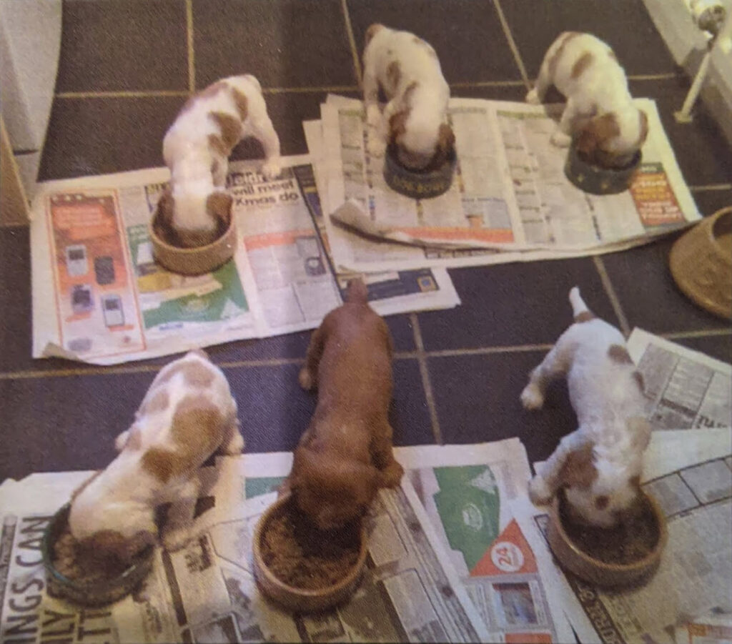 Puppies (c) Michelle Parry-Slater