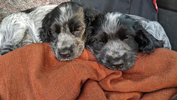 Spaniels (c) Michelle Parry-Slater