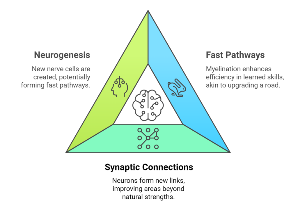 Understanding Neuroplasticity - neurogenesis, fast pathways and synaptic connections - showing in a triangle