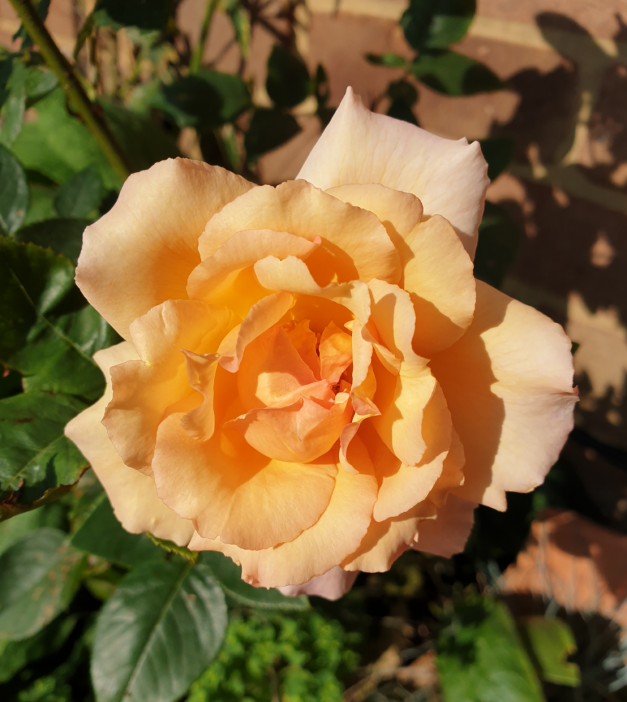Debbie's rose